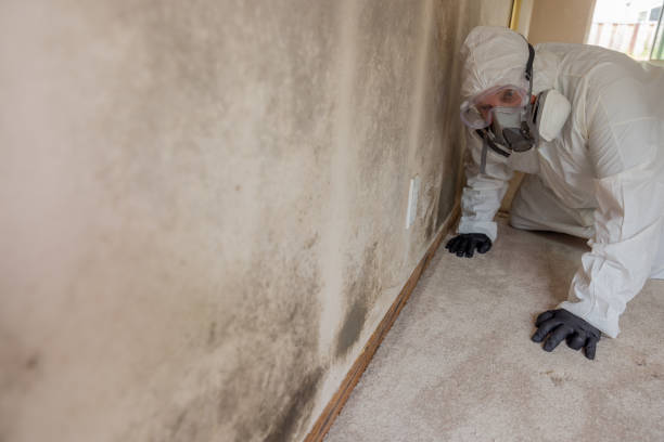 Best Water Damage & Mold Remediation  in Jackson, MN